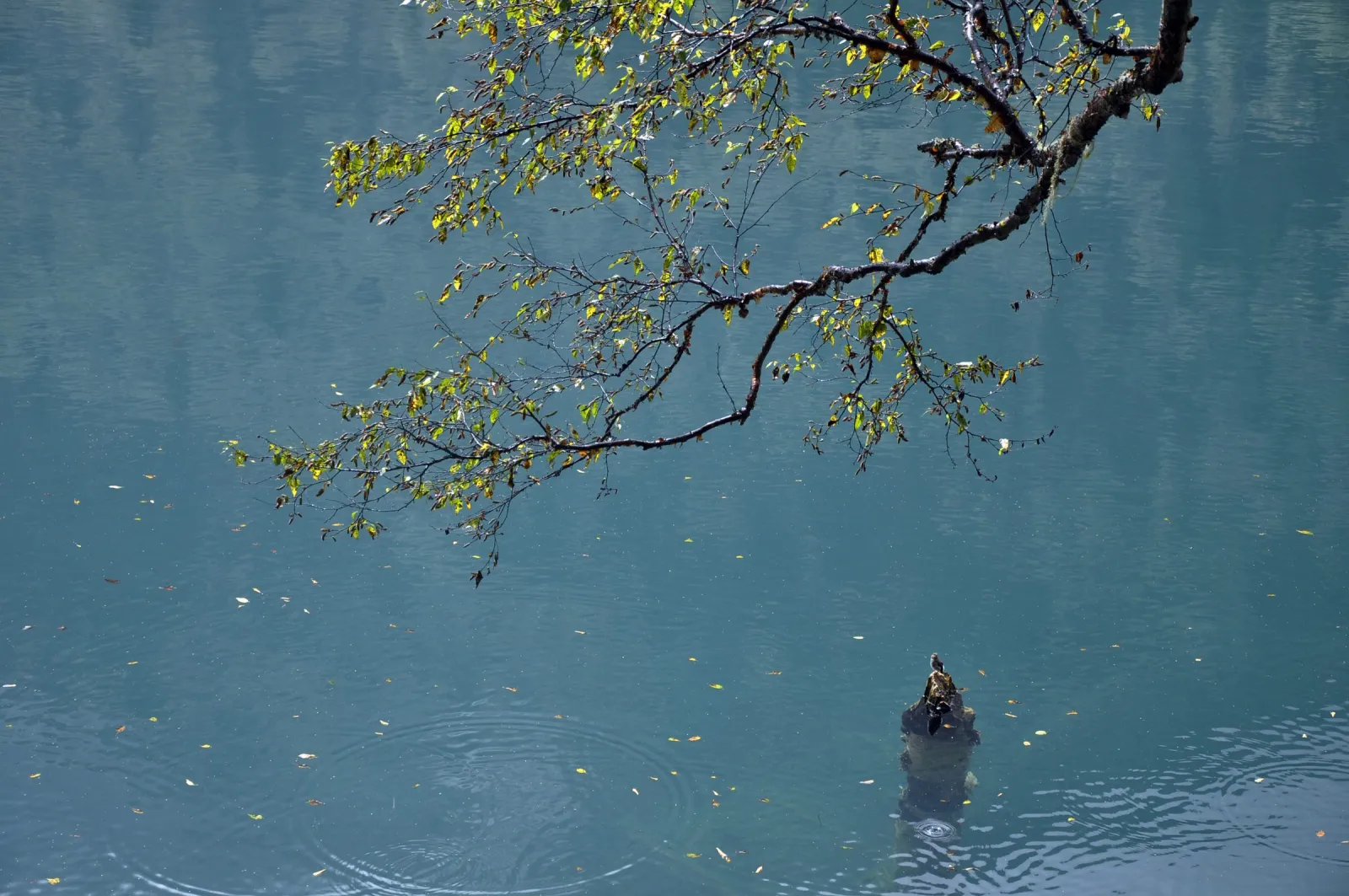 A lake in Jiuzhaigou